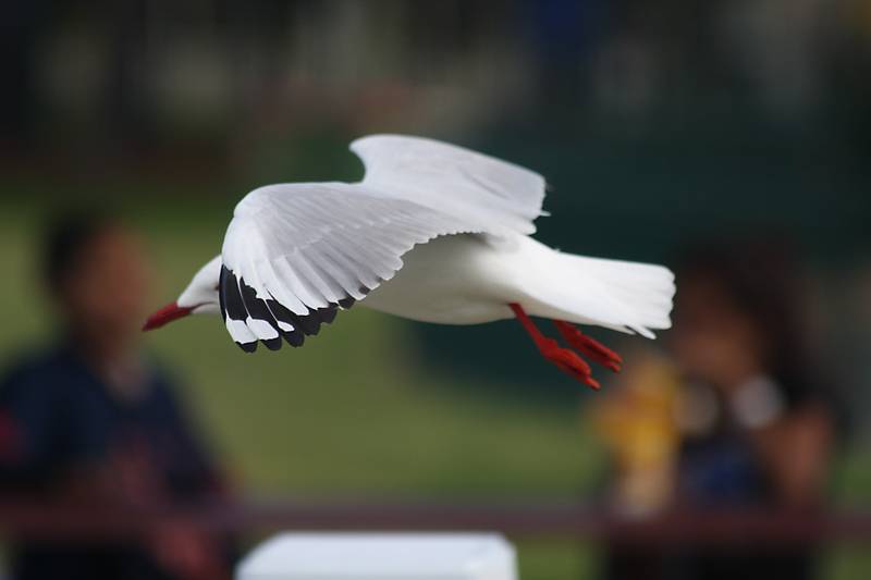 WindWanderers Redcliffe Meet