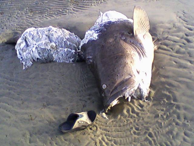 Front beach Bowen
