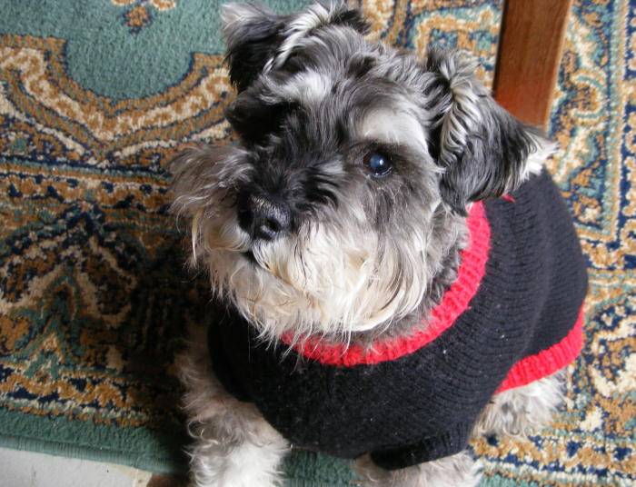 Max, see windsurfing dogs rule thread