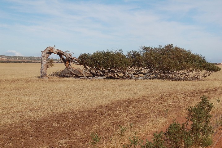It get's windy in Geraldton