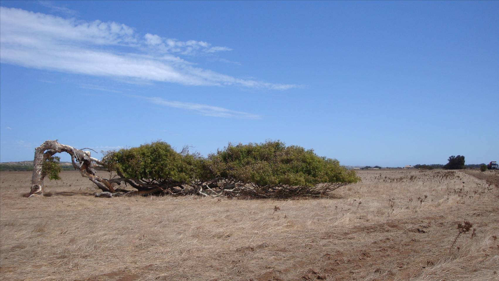 Windy trees