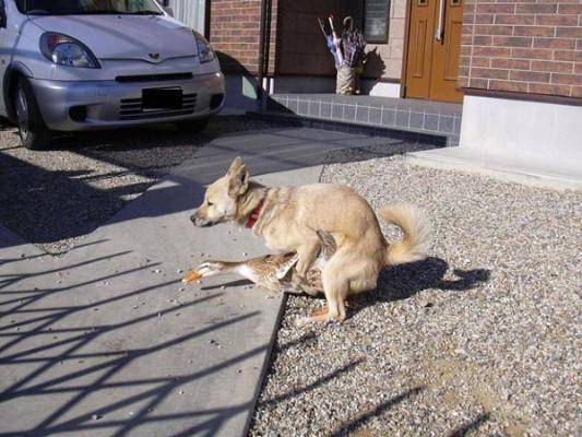 DOG AND DUCK