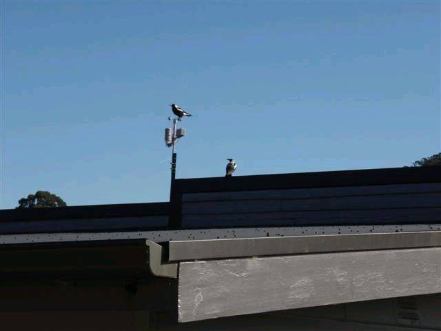 magpie