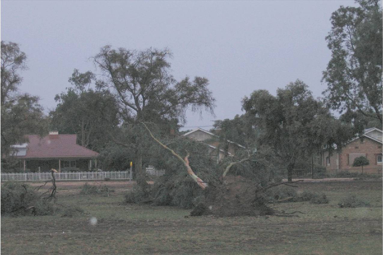 Yesterday's storm that hit Barmera 60+ knot winds and heavy rain