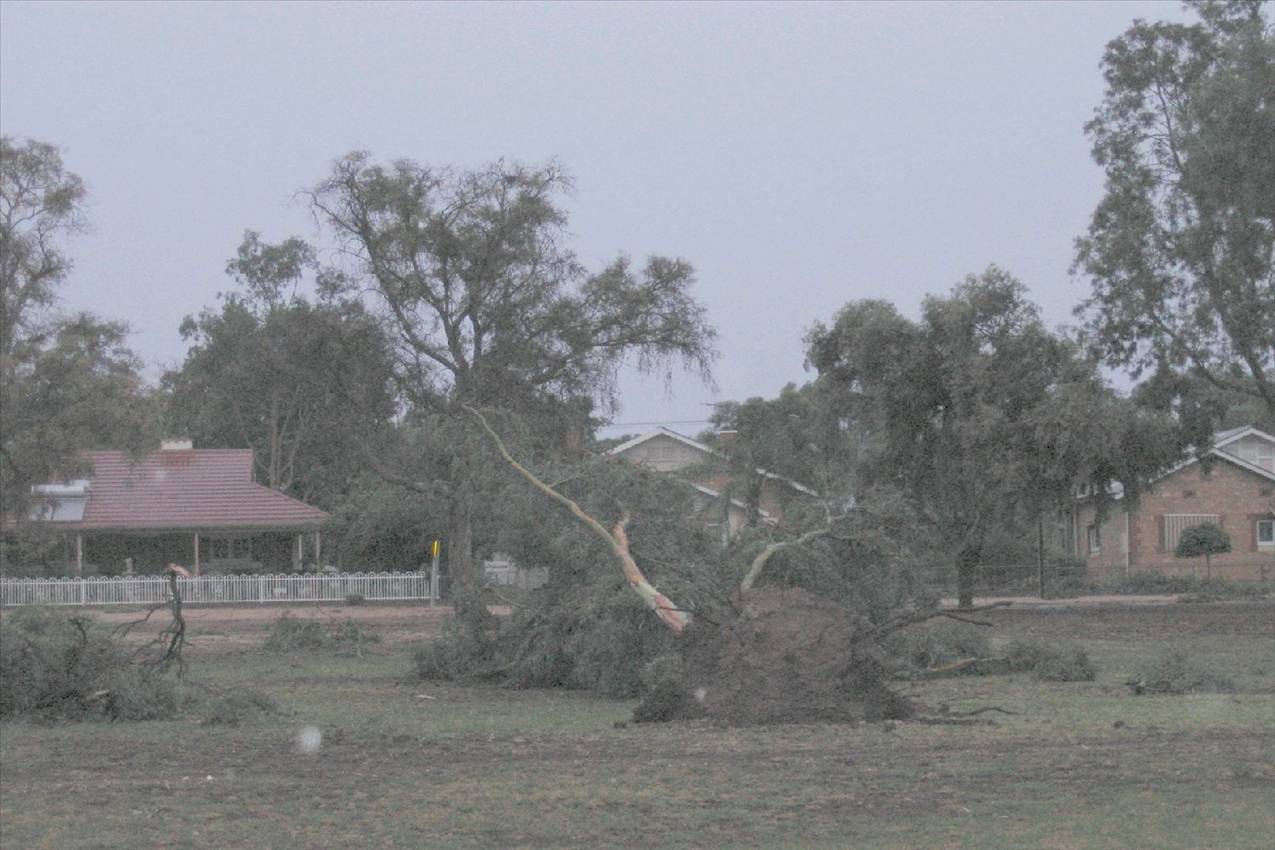 Yesterday's storm that hit Barmera 60+ knot winds and heavy rain