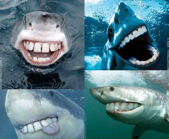 Sharks with people teeth