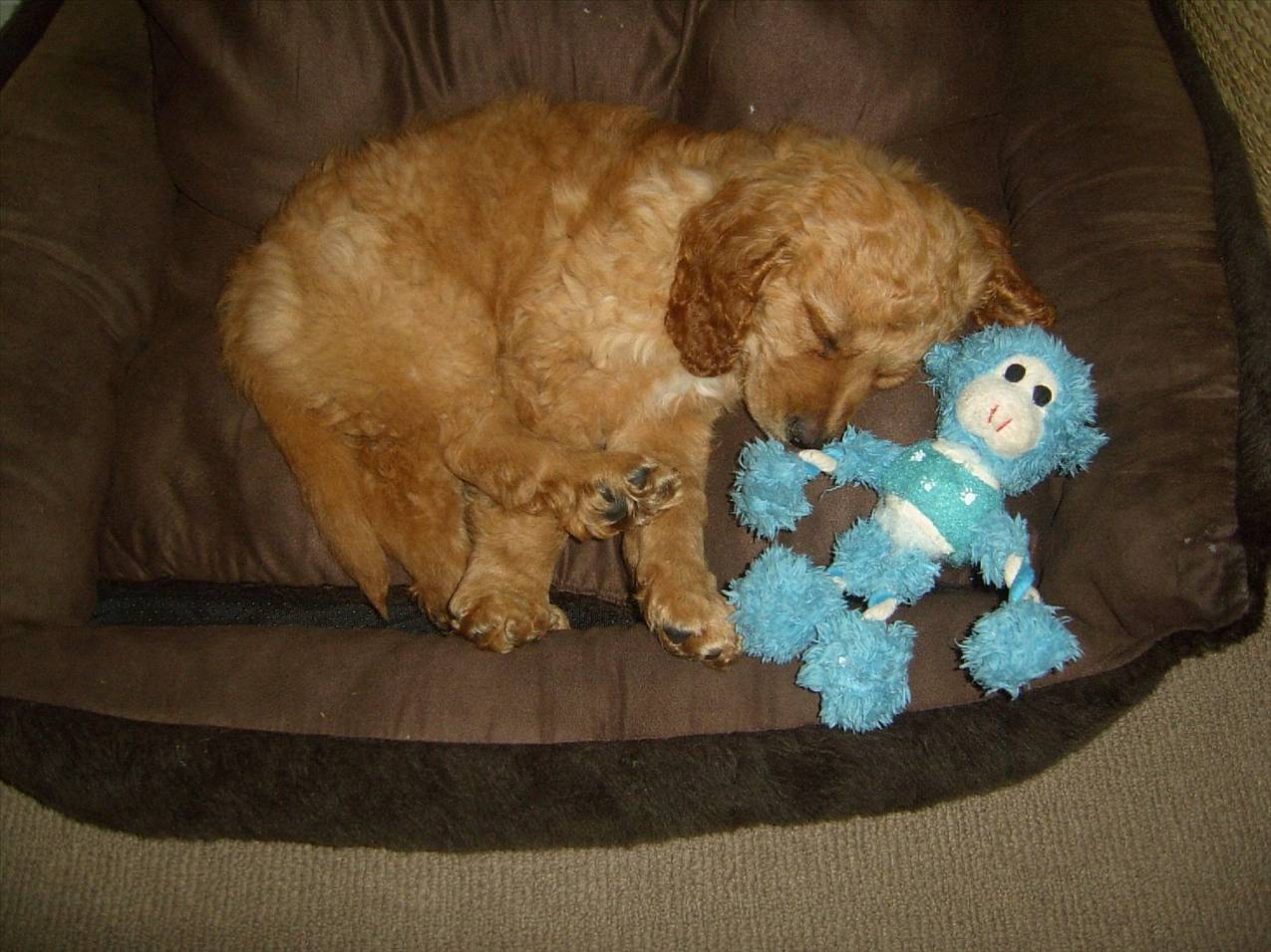 SUC40013