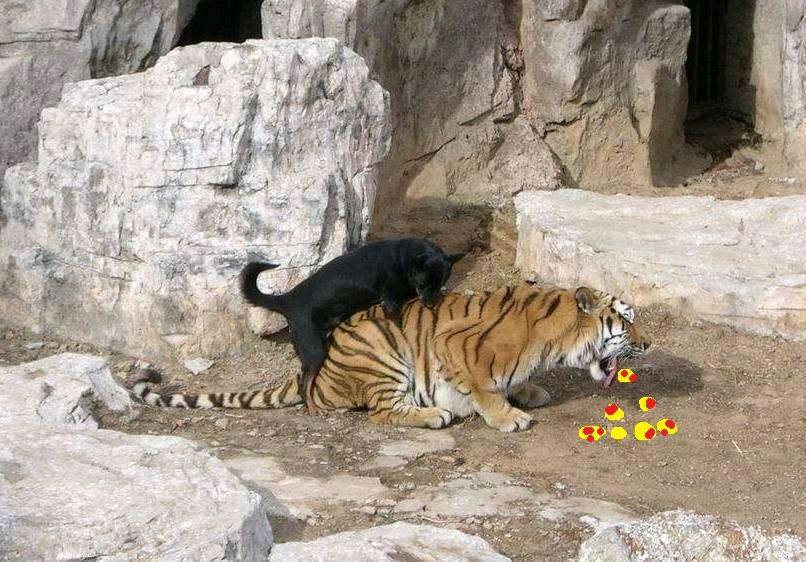 tiger