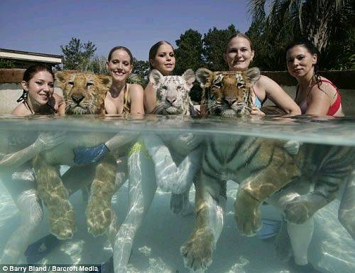 Swimming Tiger Snakes