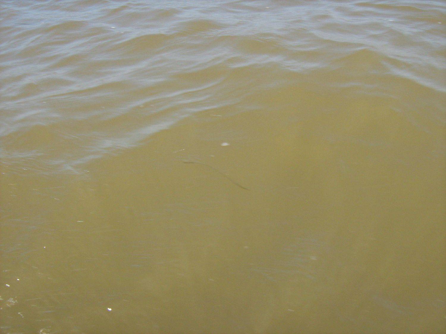 brown 004