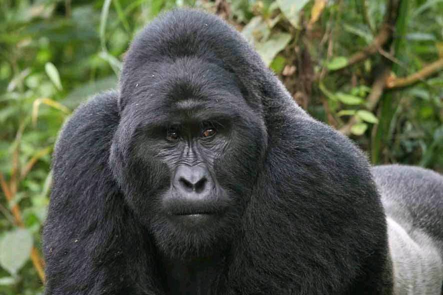 VirungaMountainGorilla