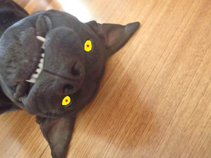 hell dog