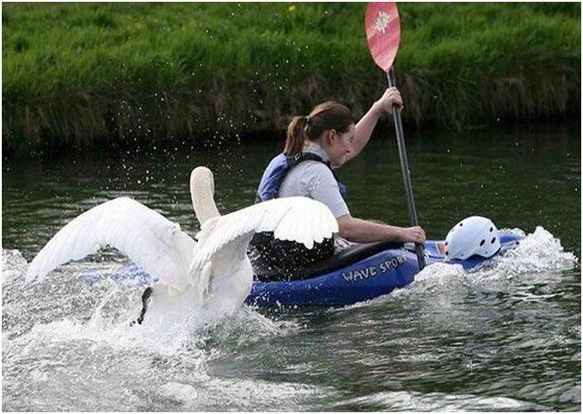 outboard motor