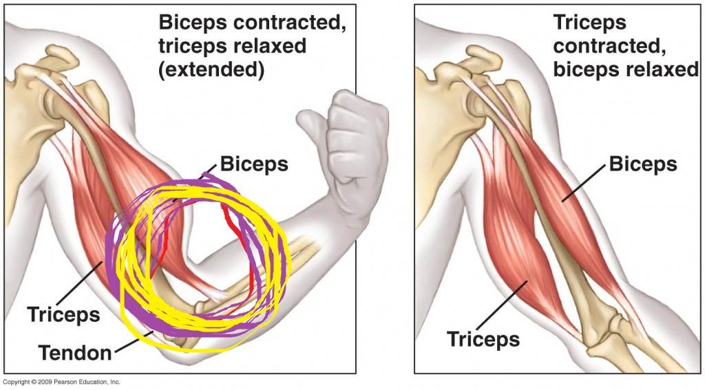 Antagonistic-Muscles-pair-bicep-tricep-1024x567