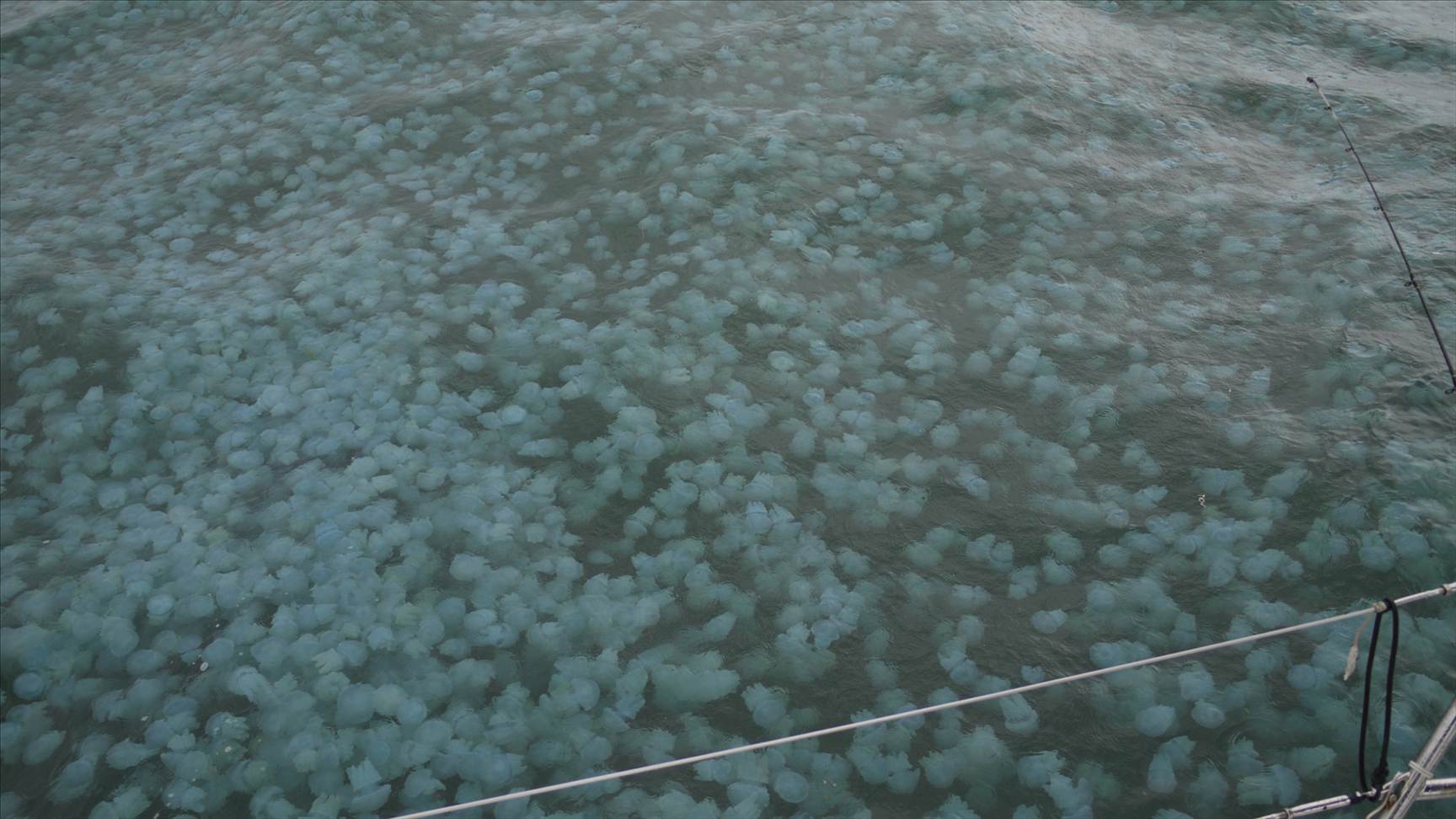 Jelly Blubbers by the millions