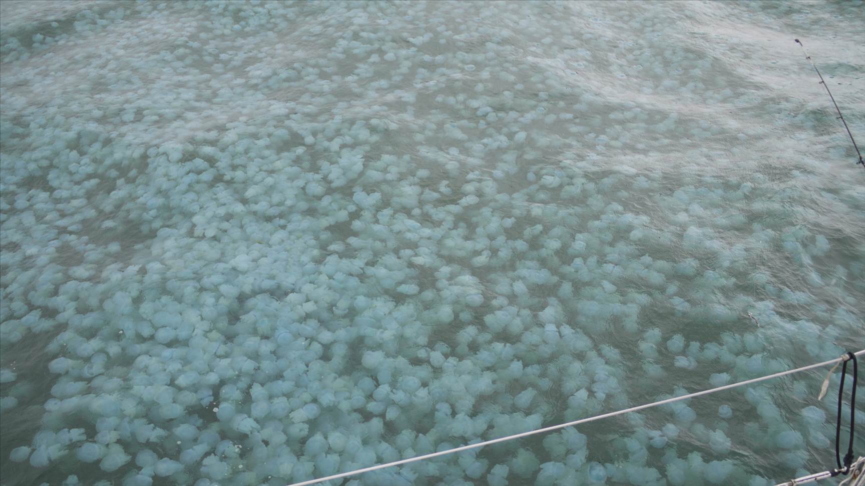 Jelly Blubbers by the millions