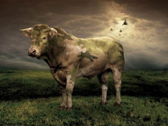 where is the cow?