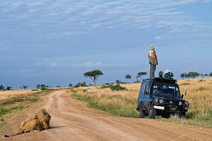 Lion