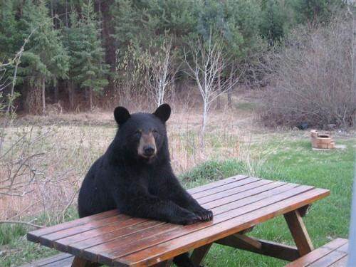 Big Bad Bear