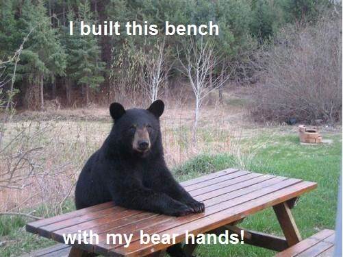 Bear 1