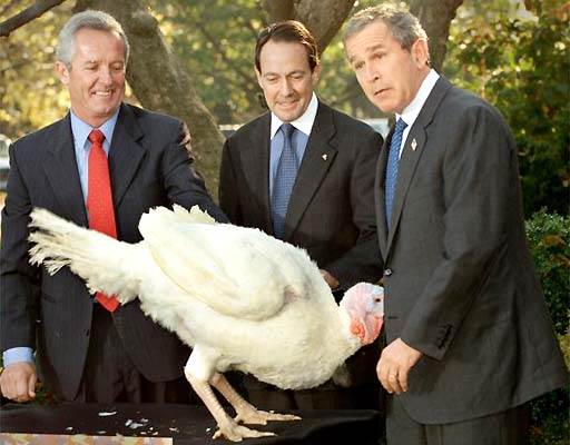 bushturkey512