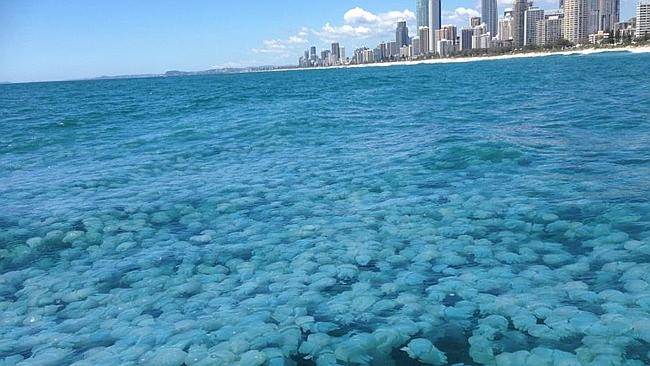 Jellies