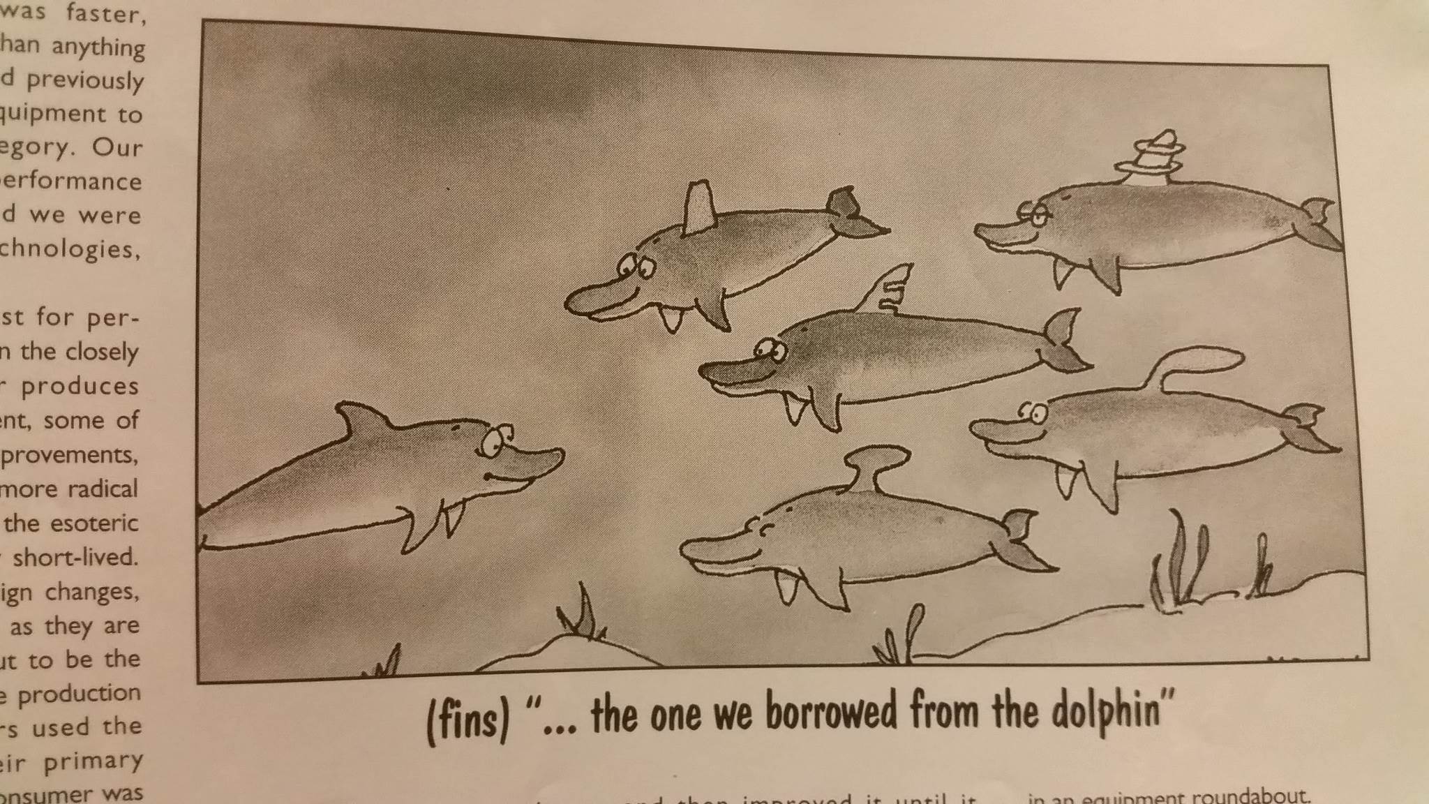 Dolphin