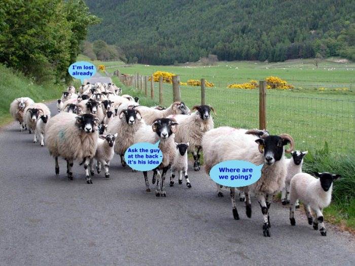 sheep