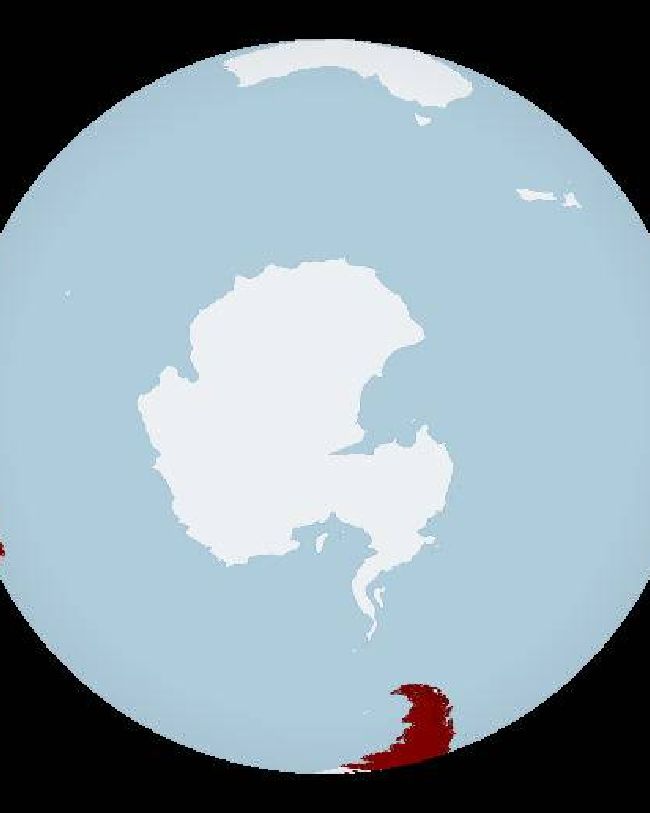 download bird flu