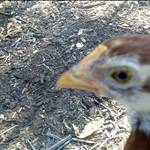 bird