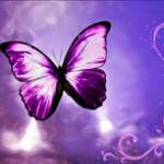 butterflies