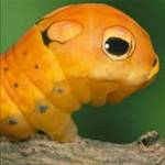 catapilla