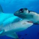Hammerhead