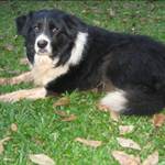 jaxdog