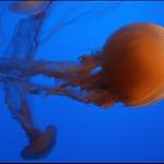 Kelp