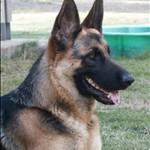 Kody