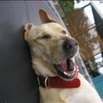 Labby