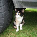 Landsailor