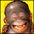 Maurie