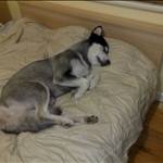 mutt