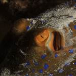 Rustyblue