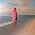 steviesayle