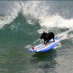 thewedge