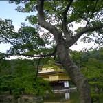 treemonk