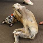 Whippet61