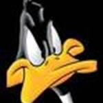 Wood Duck
