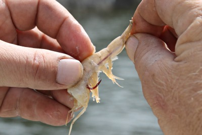 How to Bait a Prawn (Put it on your hook)