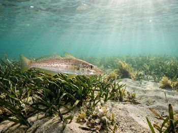 SA Fishing: Calamari and Garfish Now Closed - Fishing News