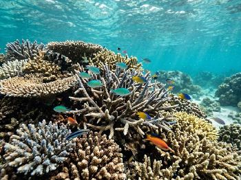 Ningaloo Open: Reef and Fishing After Narelle
