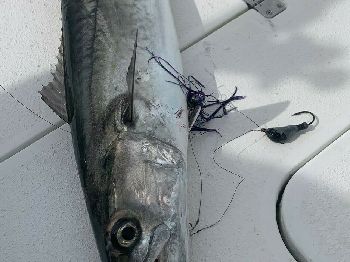 Live Baiting Kingfish: The Rig That Works - Fishing Articles
